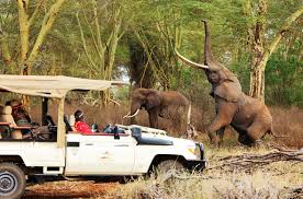 Wildlife sticky situations