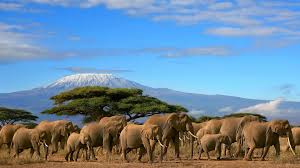691 Amboseli