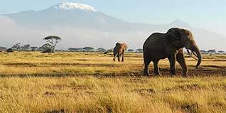 Mount kenya national park